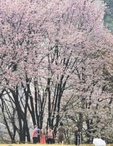 벚꽃구경 나들이 변광옥어르신.이영자어르신.최성애어르신